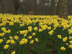 Photo of 2018 Liverpool Daffodils